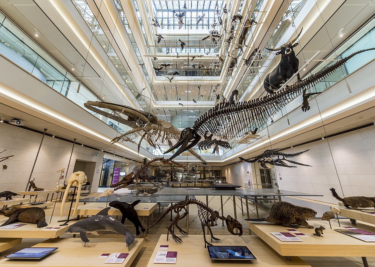 Der zentrale Ausstellungsraum im MUSE in Trient